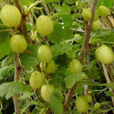 Крыжовник ИНВИКТА в Гомеле