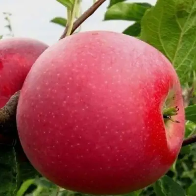 Яблоня АЙДАРЕД в Гомеле