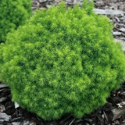 Ель АЛЬБЕРТА ГЛОБ сизая в Гомеле