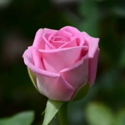 Роза АКВА чайно-гибридная в Гомеле