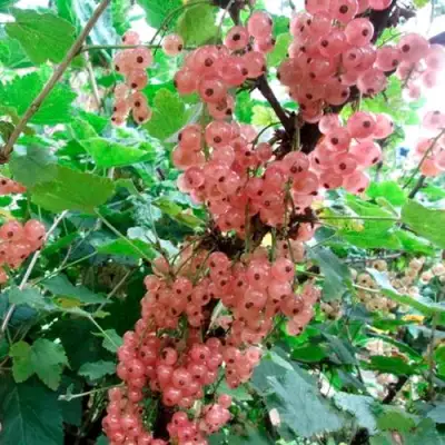 Смородина белая ПРЫГАЖУНЯ (РОЗОВАЯ) в Гомеле