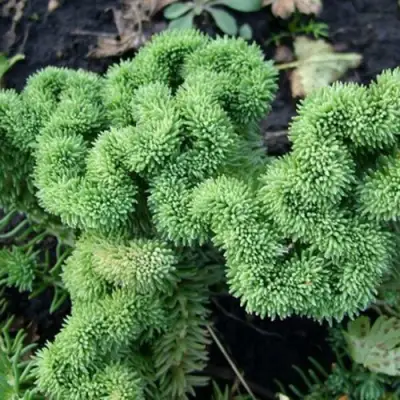 Очиток (седум) КРИСТАТУМ отогнутый в Гомеле