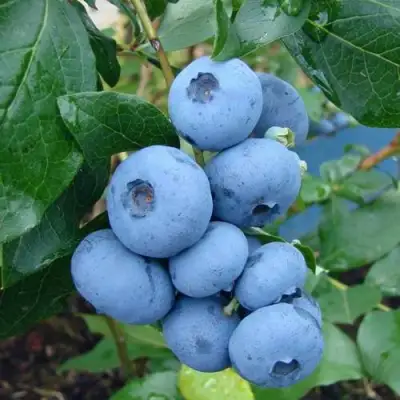 Голубика ТОРО в Гомеле