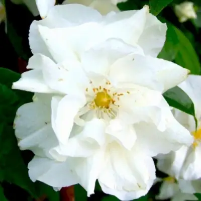 Жасмин РОЗАЦЕ в Гомеле