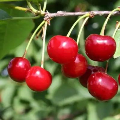 Вишня ЗАРАНКА в Гомеле