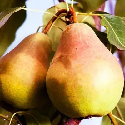 Груша СЛАДКАЯ ИЗ МЛИЕВА в Гомеле