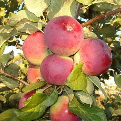 Яблоня ОРЛИК в Гомеле