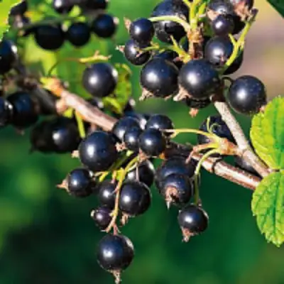 Смородина чёрная ЦЕРЕРА в Гомеле