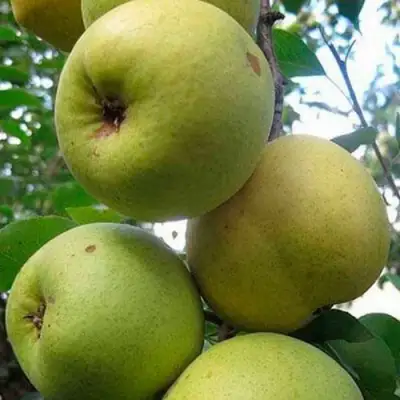 саженцы груши Рогнеда