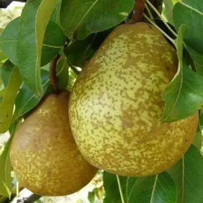 Груша ГЕНЕРАЛ ЛЕКЛЕРК в Гомеле