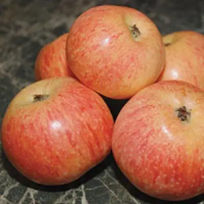 Яблоня КОНФЕТНОЕ в Гомеле