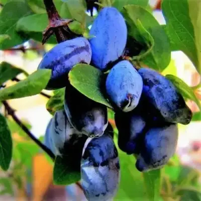 Жимолость съедобная БЛУ ТРЕЖЭ (ГОЛУБОЕ СОКРОВИЩЕ) в Гомеле