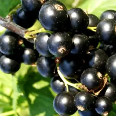 Смородина чёрная ДЕЛИКАТЕСНАЯ в Гомеле