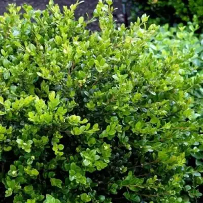 Самшит ФОЛКНЕР в Гомеле