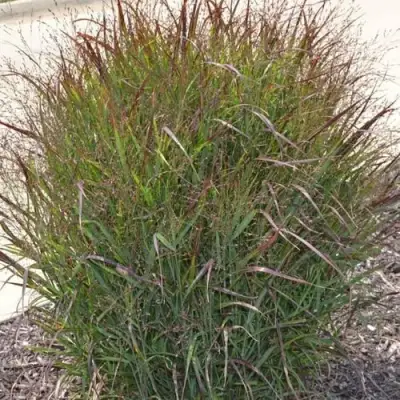 Просо ШЕНАНДО прутьевидное в Гомеле