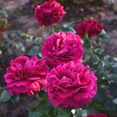 Роза БЕЛЬВЬЮ чайно-гибридная в Гомеле