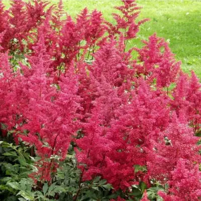 Астильба СКАЙСКРЕЙПЕР китайская в Гомеле