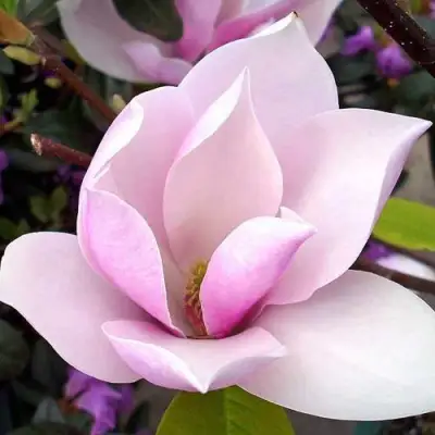 Магнолия АЛЕКСАНДРИНА  в Гомеле