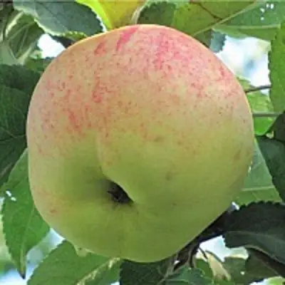 Яблоня ЛЕТНЕЕ СЛАДКОЕ в Гомеле