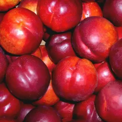 Нектарин МЕДВЕДЕВСКИЙ в Гомеле