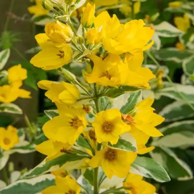 Вербейник АЛЕКСАНДР точечный в Гомеле