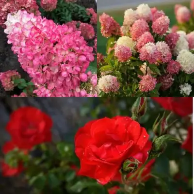 Комплект РОЗОВЫЙ ЗАКАТ в Гомеле