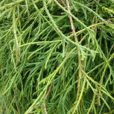 Кипарисовик ФИЛИФЕРА НАНА горохоплодный  в Гомеле