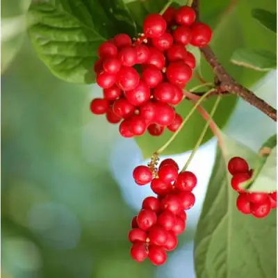 Лимонник ДЕБЮТ китайский в Гомеле