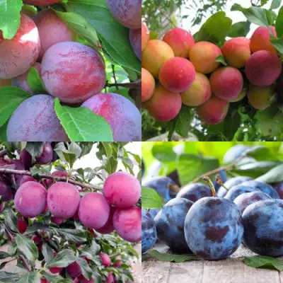 Комплект СЛИВОВЫЙ САД в Гомеле