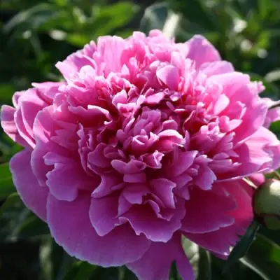 Пион ГОЛУБАЯ ХРИЗАНТЕМА травянистый в Гомеле