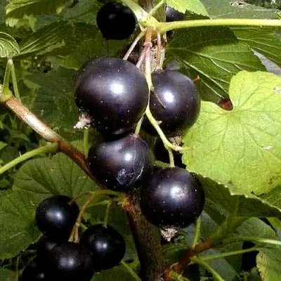 Смородина чёрная БИНАР в Гомеле