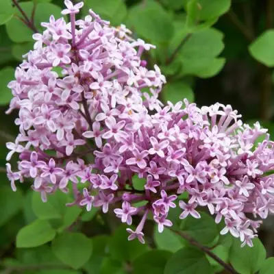 Сирень ПАЛИБИН  в Гомеле