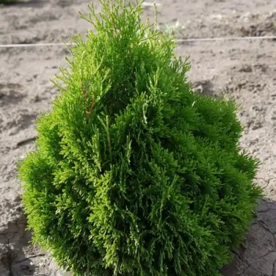 Туя МИКИ западная в Гомеле