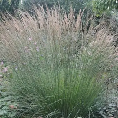 Молиния ХАЙДЕБРАУТ голубая в Гомеле