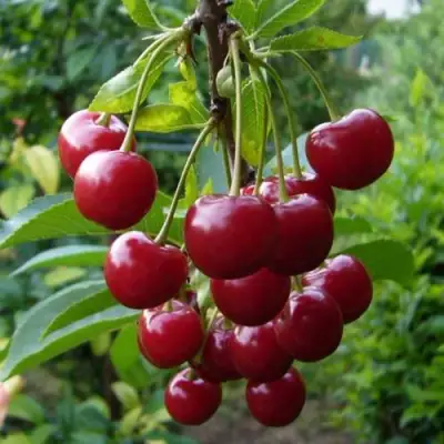 Вишня ВЯНОК в Гомеле