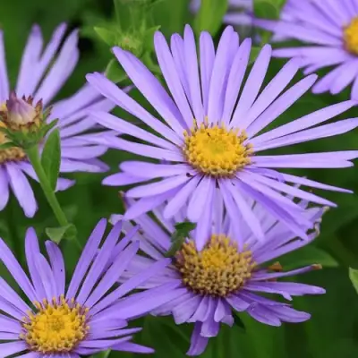 Астра ЛЕДИ ИН БЛЮ в Гомеле