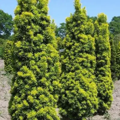 Тис ДАВИД ягодный в Гомеле