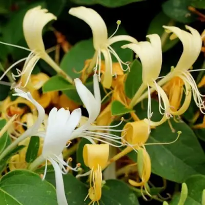 Жимолость ХАЛЛИАНА японская (Хелиана) в Гомеле