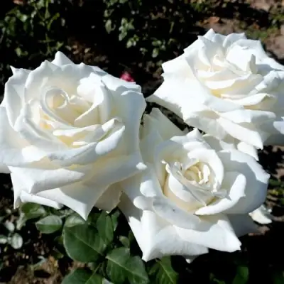 Роза БОИНГ чайно-гибридная в Гомеле