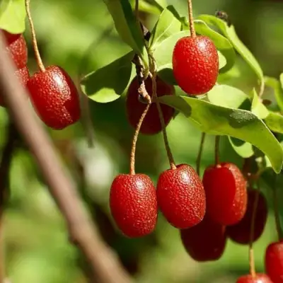 ГУМИ (ЛОХ МНОГОЦВЕТКОВЫЙ) в Гомеле