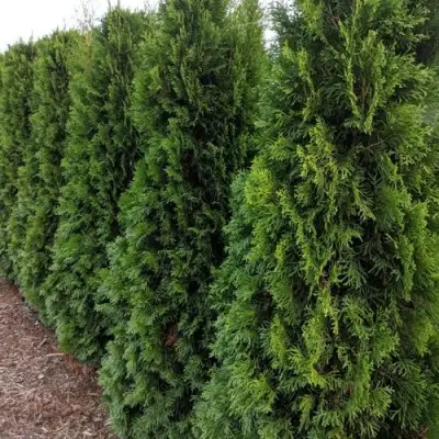 Туя ПИРАМИДАЛИС КОМПАКТА западная в Гомеле