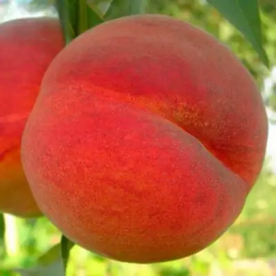 Персик МАЙСКИЙ ЦВЕТОК в Гомеле