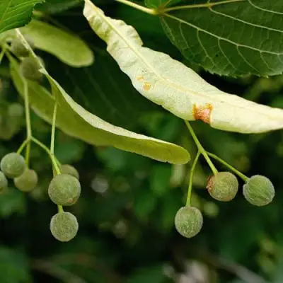 Липа сердцевидная в Гомеле