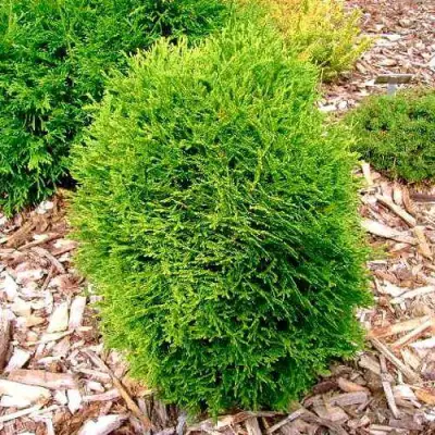 Туя ВОТЕРФИЛД западная в Гомеле