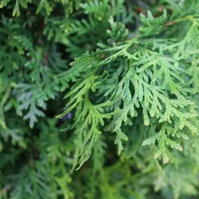 Туя ПИРАМИДАЛИС КОМПАКТА западная в Гомеле