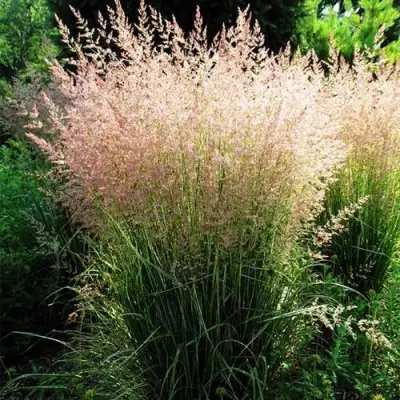Молиния ФОНТЕЙН тростниковая в Гомеле