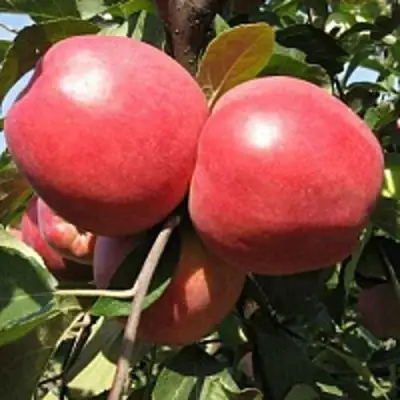 Яблоня ЗАСЛАВСКОЕ в Гомеле