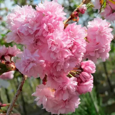 Сакура КИКУ ШИДАРЕ в Гомеле