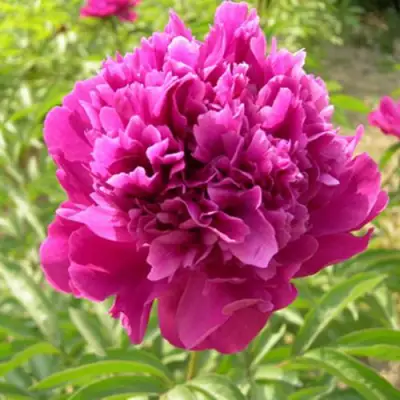 Пион КИТАЙСКИЙ ШЕЛК травянистый в Гомеле