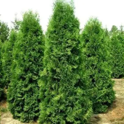 Туя ПИРАМИДАЛИС КОМПАКТА западная в Гомеле